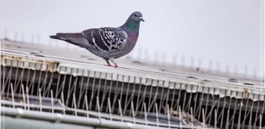 شركة مكافحة الحمام في دبي