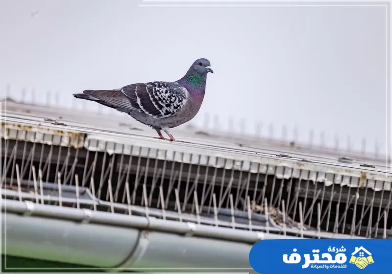 شركة مكافحة الحمام في دبي