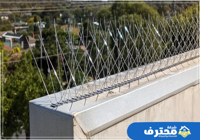 افضل شركة مكافحة الحمام في دبي