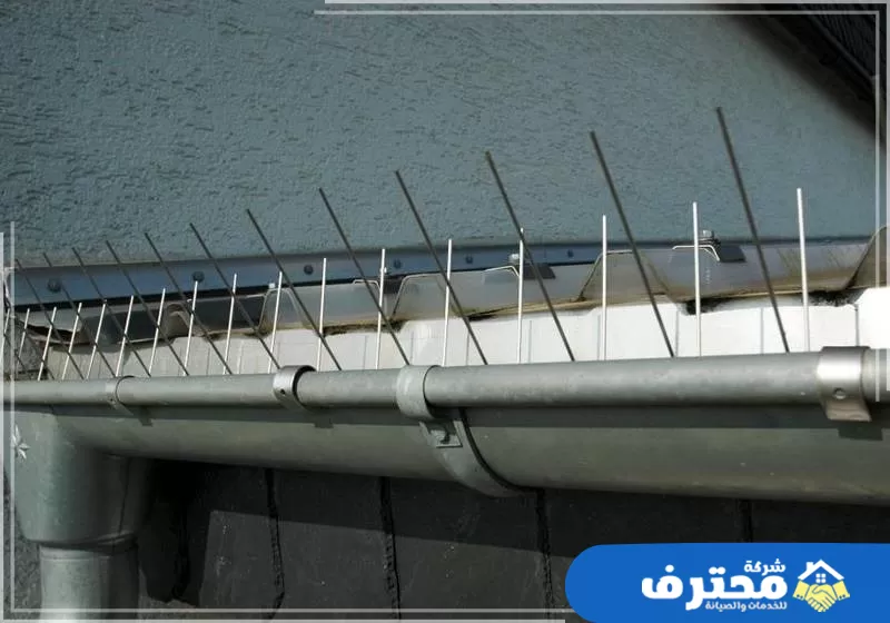 شركة طرد الحمام في دبي
