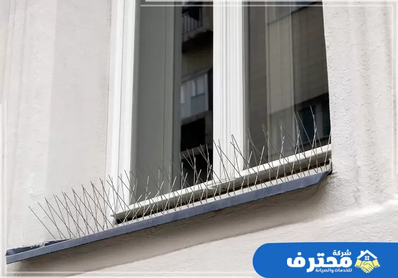 افضل شركة مكافحة الحمام في الشارقة